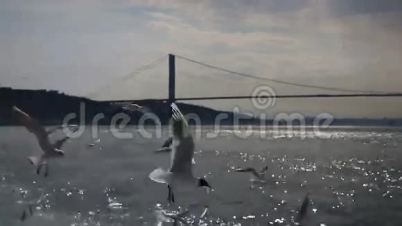 导航博斯普鲁斯海鸥喂食视频的预览图
