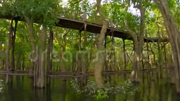 观湖林高木桥柬埔寨视频的预览图