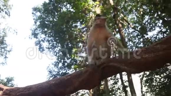 小猴子在日落时抓伤了视频的预览图