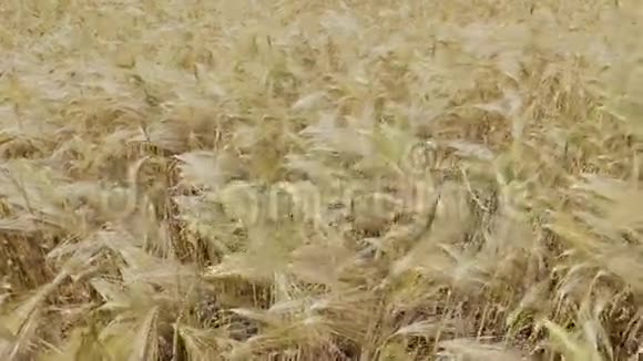 有收获黑麦的田地视频的预览图