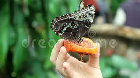 蝴蝶在吃东西视频的预览图