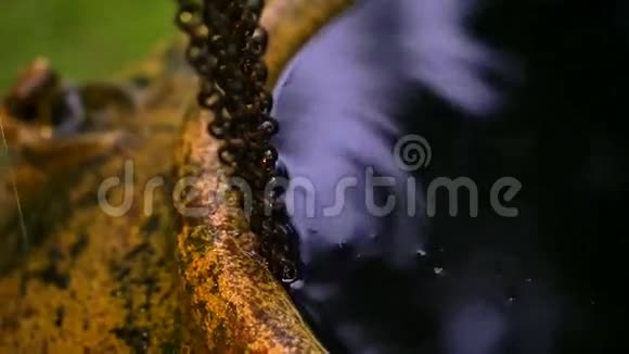 视频水滴落在金属链上雨水顺着亚洲壶的链接用夜光模糊收集水视频的预览图