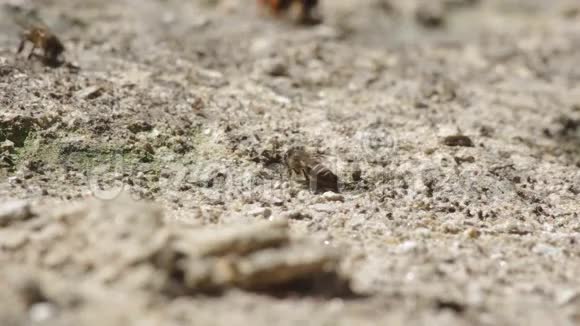 工作蜜蜂从土壤中消耗矿物质视频的预览图