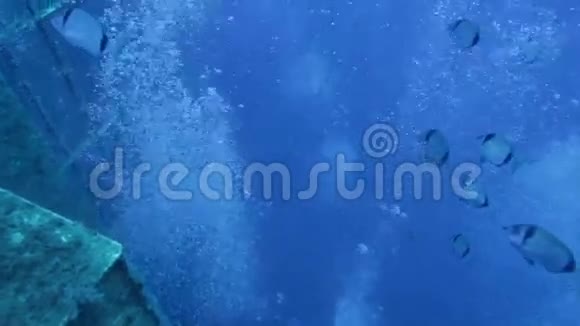 潜水员探索泽诺比沉船视频的预览图