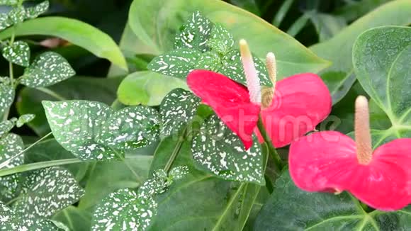 炭疽植物红花在植物园绿色和红色视频的预览图