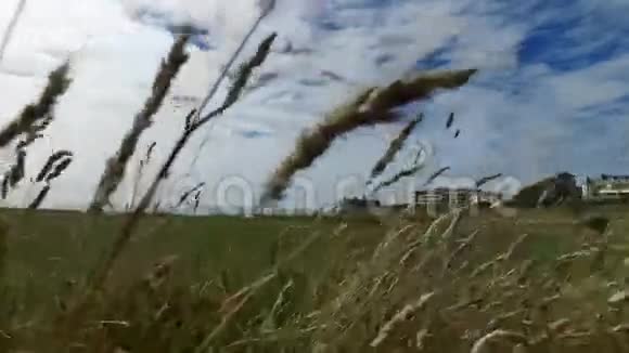 向上的运动盘在高尔夫球场上从地面通过野草与遥远的地平线视频的预览图