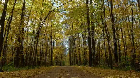 漫步在秋林中视频的预览图