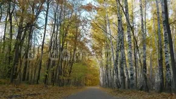 漫步在秋林中视频的预览图