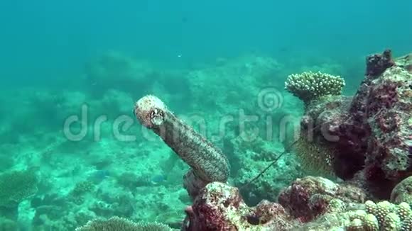 马尔代夫海底清澈海底背景下的海参视频的预览图