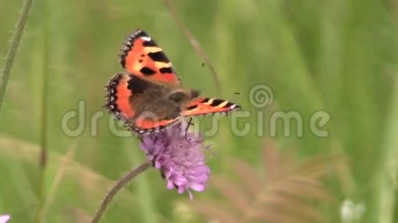 粉红色花朵上的小龟蝶视频的预览图