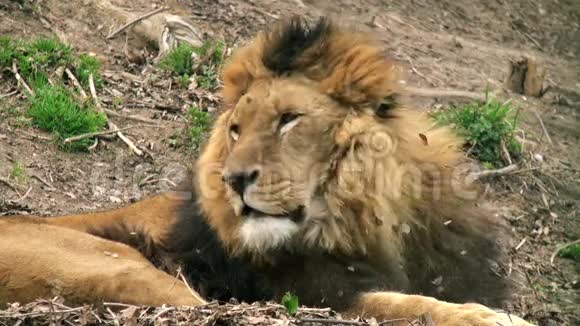 狮子在树干上休息狮子的头视频的预览图