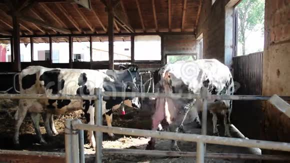 奶牛去挤奶视频的预览图