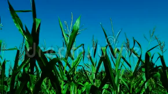 夏日阳光明媚的日子里玉米地在风中飘荡视频的预览图