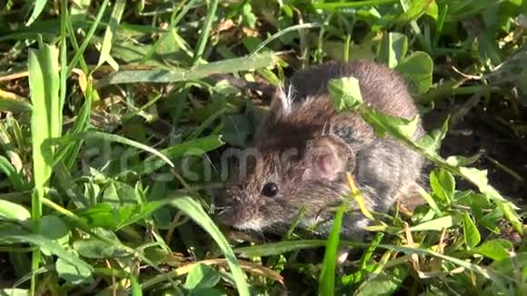 河岸田鼠ClethrionomysGrowolus在草地上视频的预览图