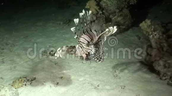巨型捕食者鱼在红海中捕食鱼类视频的预览图