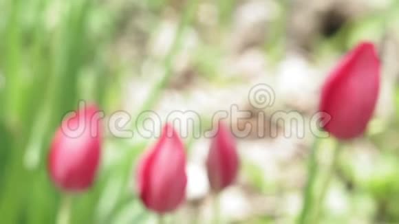 美丽的粉红色花郁金香就在花园里视频的预览图