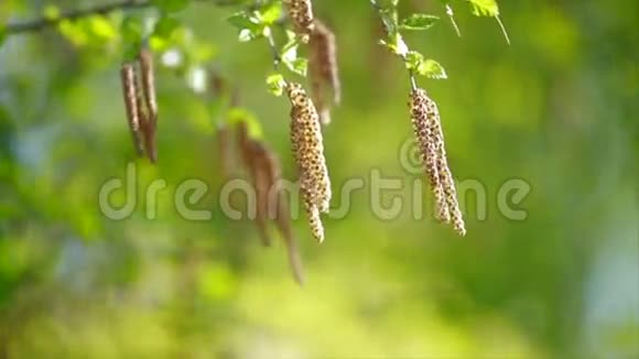 绿色背景上的桦树芽视频的预览图