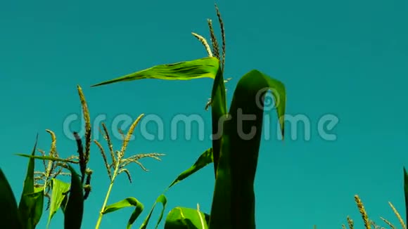 充满活力的玉米地在阳光明媚的日子里迎风移动视频的预览图