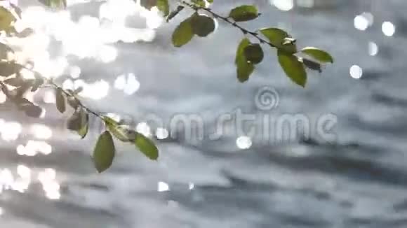 水在河里流动视频的预览图