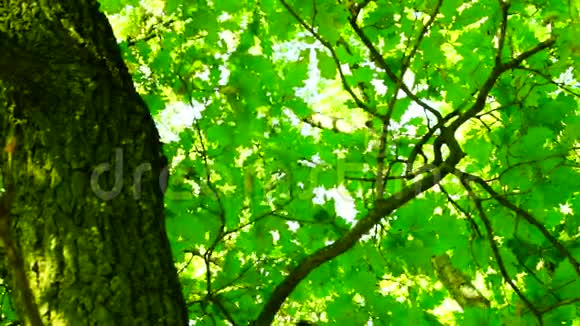 夏日阳光透过橡树叶旋转声音视频的预览图