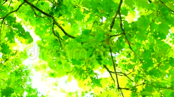 夏日阳光透过橡树叶旋转声音视频的预览图