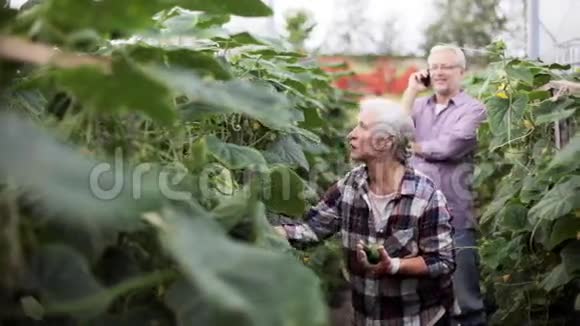 在农场温室里捡黄瓜的老女人视频的预览图
