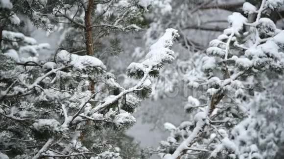 针叶林冬季降雪柔和的白雪皑皑的圣诞节早晨降雪缓慢视频视频的预览图