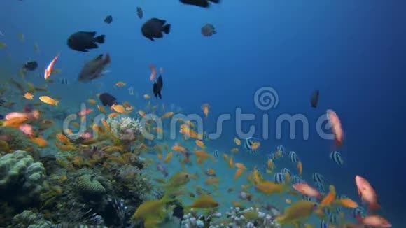 珊瑚礁鱼类场景视频的预览图