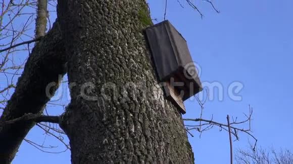 飞行哺乳动物的老式木制经典蝙蝠箱视频的预览图