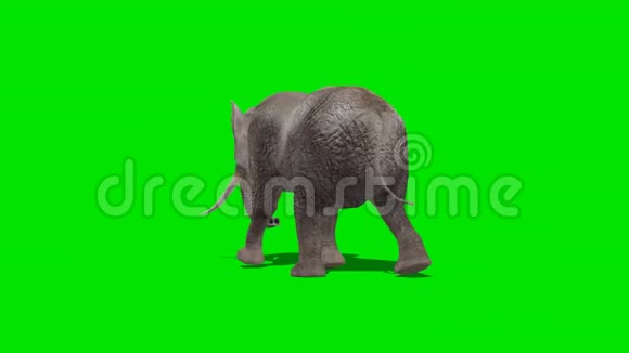 大象行走3绿色屏幕视频的预览图
