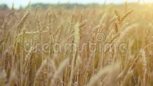 麦田一股金色的小麦阳光相机下的乡村风景慢镜头1920x1080视频的预览图