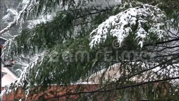 松枝上落雪视频的预览图
