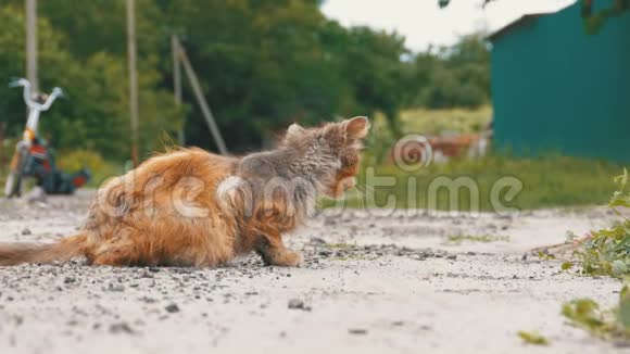 无家可归的灰猫饥饿的沙比和病人位于村街的乡村道路上视频的预览图