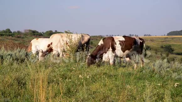 牛在草地上啃草视频的预览图