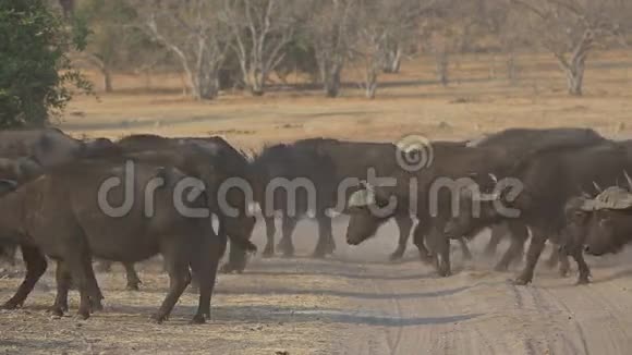 非洲水牛穿越赛道视频的预览图