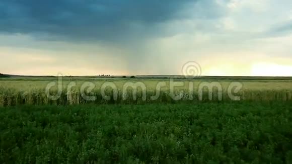 暴风雨的云是灰蓝色的覆盖着谷物小麦视频的预览图