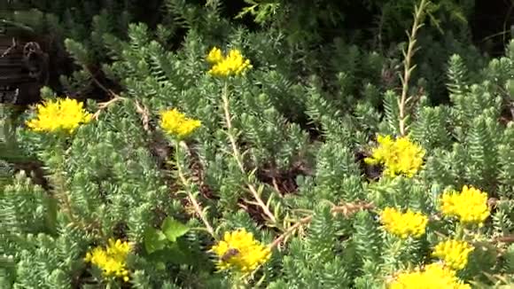 多汁或多汁景有黄色的花外来植物视频的预览图