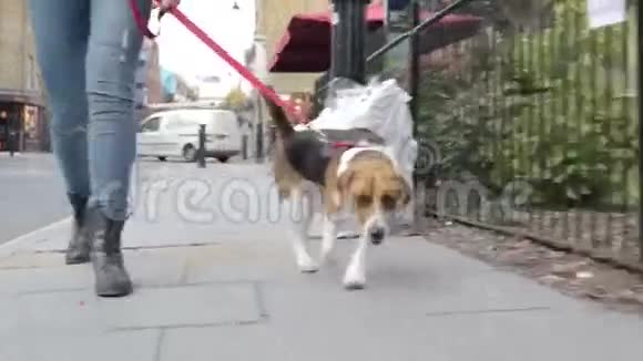 沿城街走狗视频的预览图