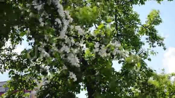 苹果树的白色花朵视频的预览图