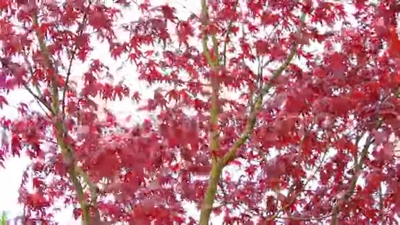 红枫树的树枝在风中镜头视频的预览图