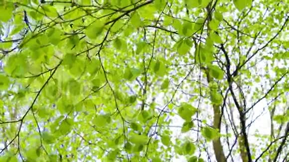 明亮的桦树叶子随风飘动镜头视频的预览图
