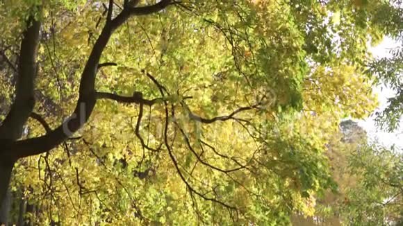 美丽的秋树视频的预览图