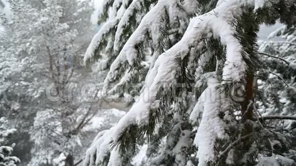 针叶林冬季降雪柔和的白雪皑皑的圣诞节早晨降雪缓慢视频视频的预览图