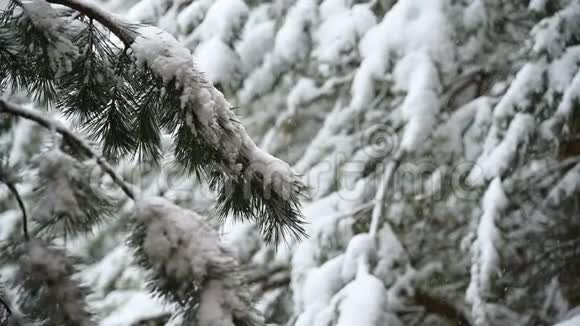 针叶林冬季降雪柔和的白雪皑皑的圣诞节早晨降雪缓慢视频视频的预览图