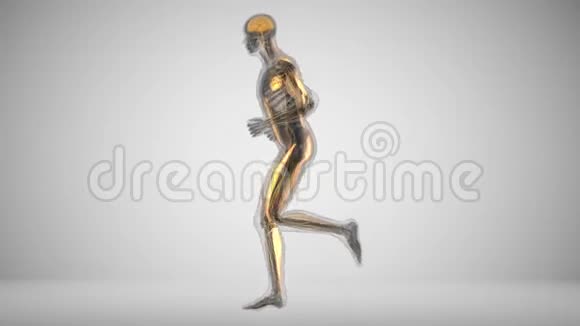 跑步男子在x光中肌肉活动视频的预览图