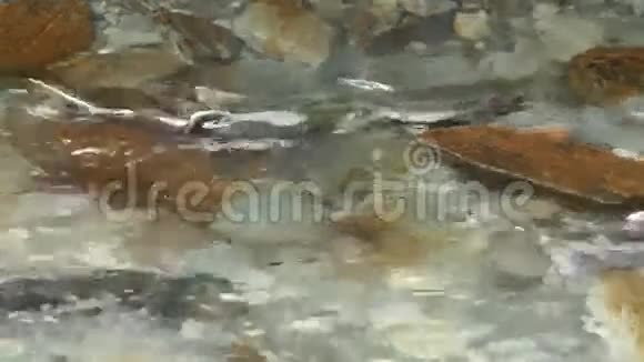 鱼鱼溪水游泳视频的预览图