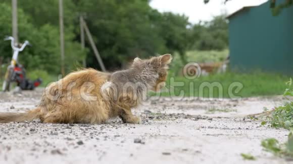 无家可归的灰猫饥饿的沙比和病人位于村街的乡村道路上视频的预览图