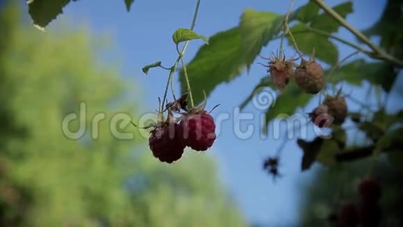 蓝天上的树莓树视频的预览图