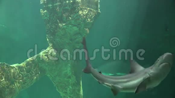 鲨鱼游泳和海洋生物视频的预览图
