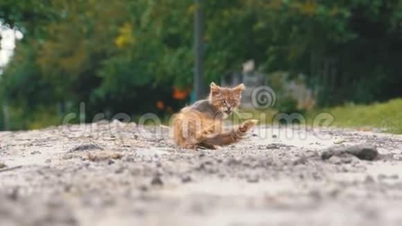 无家可归的灰猫饥饿的沙比和病人位于村街的乡村道路上视频的预览图